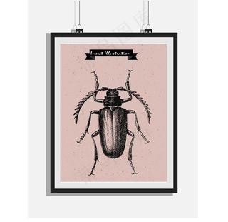欧式复古手绘甲虫黑白版画装饰画图片