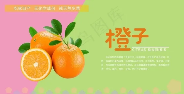 橙子海报图片