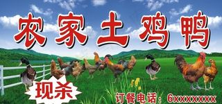 农家土鸡鸭图片