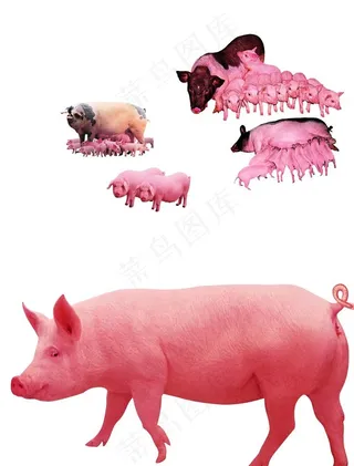 猪图片