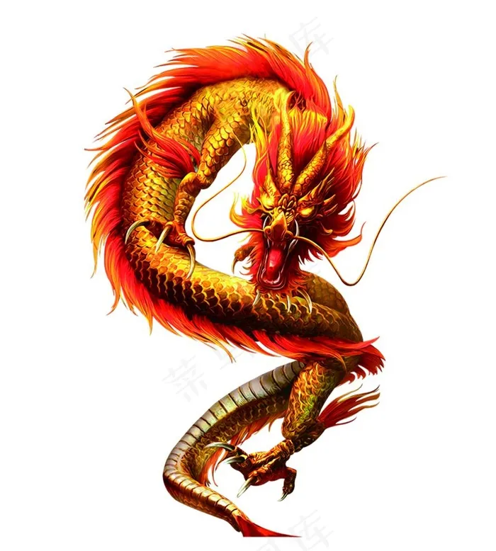金龙图片