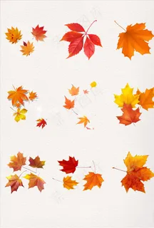 枫叶图片