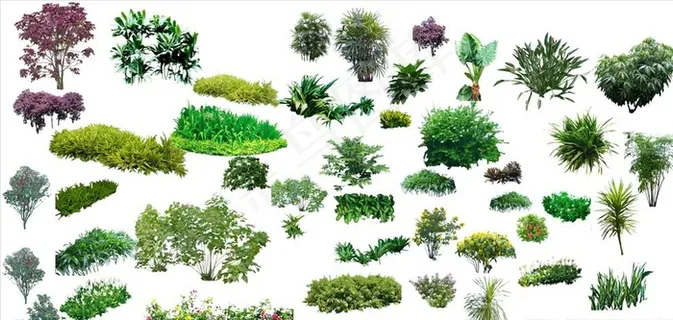 灌木组团植物图片 灌木组团植物图片