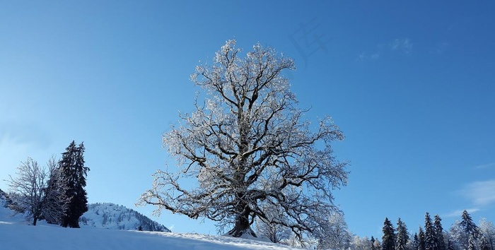 雪地图片