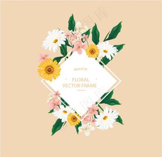 菊花小雏菊图片