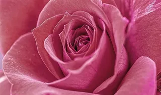 粉色的绽放的玫瑰花图片