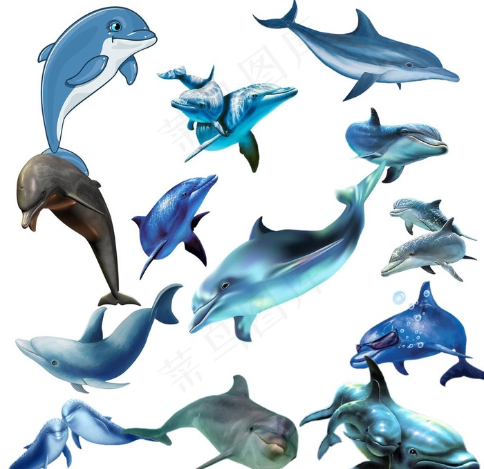 海豚图片