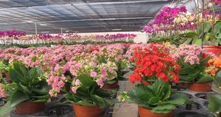 盆栽花卉技术图片