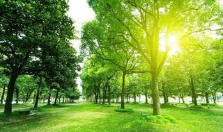 绿色树林草地风景图片