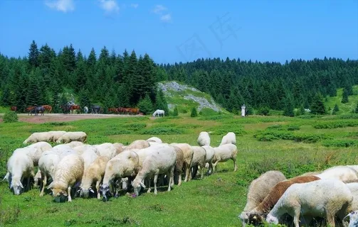 山地放牧羊群图片 山地放牧羊群图片