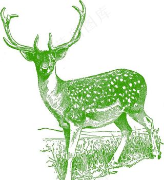 梅花鹿手绘图片