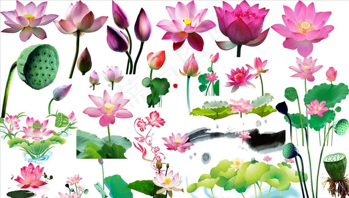 莲花图片(5010X3000(DPI:254))psd模版下载