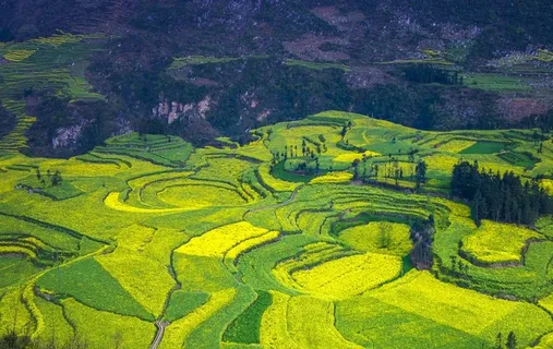 罗平油菜田图片 罗平油菜田图片