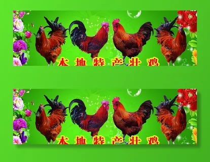 本地特产壮鸡图片 本地特产壮鸡图片