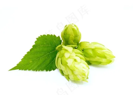啤酒花图片 啤酒花图片