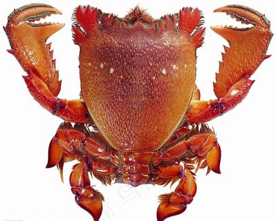 水产食材（高精）图片