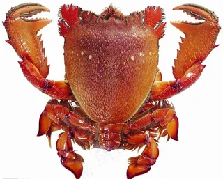 水产食材（高精）图片