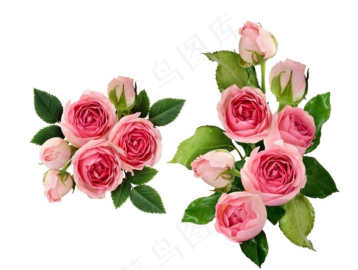 玫瑰花图片