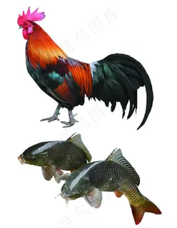 鸡鱼图片 鸡鱼图片