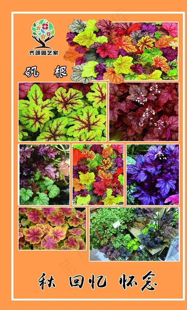 矾根图片(2268X3573(DPI:72))psd模版下载
