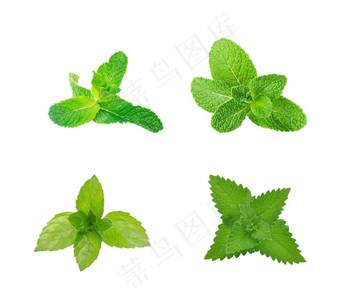薄荷图片psd模版下载