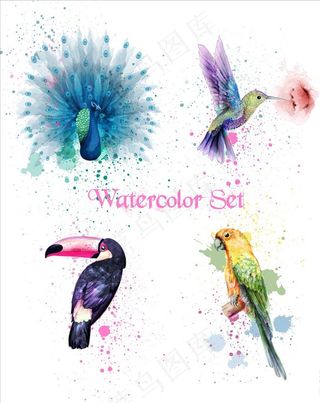 水彩鸟图片