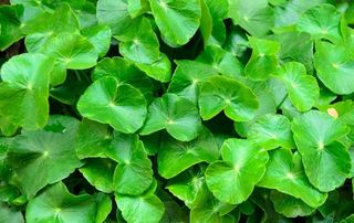 积雪草绿色背景图片