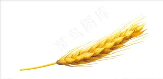 麦穗图片