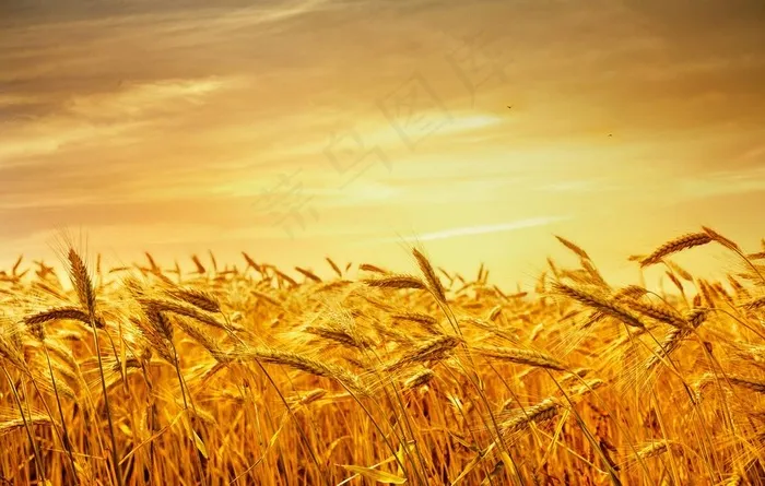 麦田高清图片