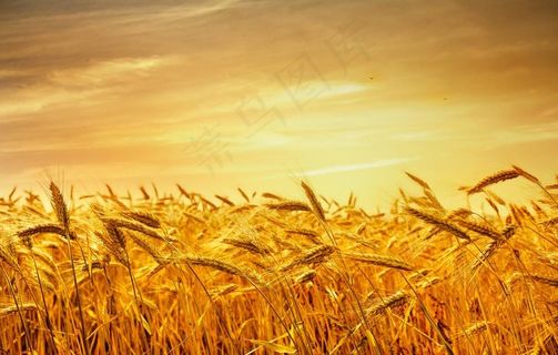 麦田高清图片