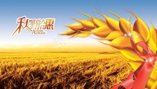金麦穗图片