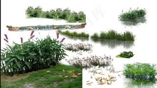 水生植物 PSD图片