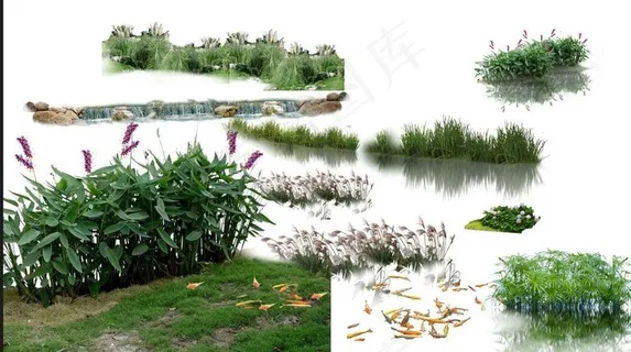水生植物 PSD图片 水生植物 PSD图片