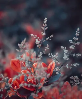 花卉图片 花卉图片