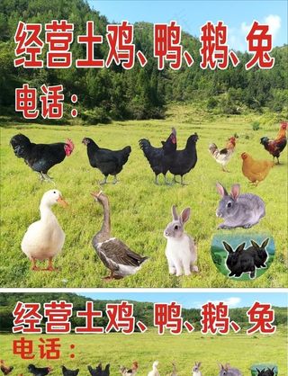 土鸡、鸭、鹅、兔图片