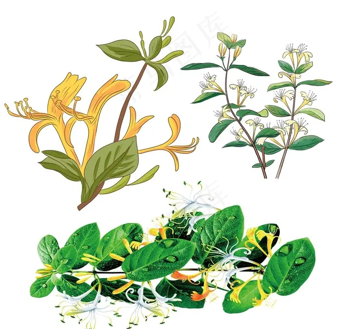 金银花图片(2362X2362(DPI:300))psd模版下载