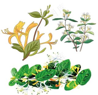 金银花图片
