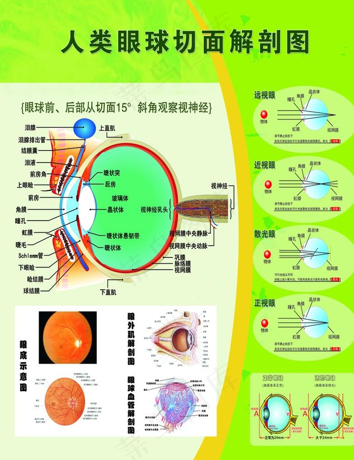 眼球切面解剖图图片