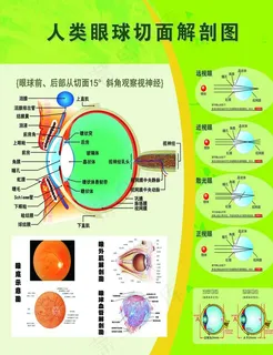 眼球切面解剖图图片