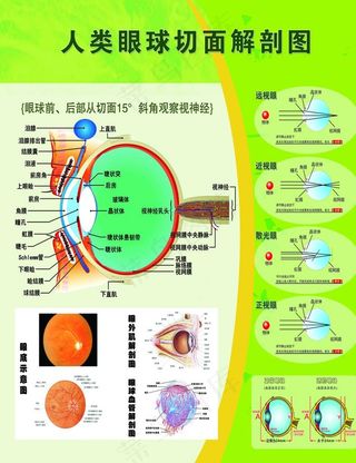 眼球切面解剖图图片