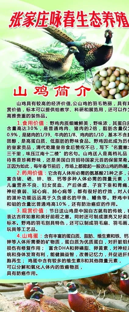 山鸡简介图片(1575X3543(DPI:50))psd模版下载