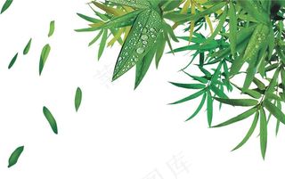 竹叶图片