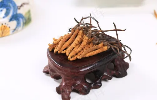 虫草图片 虫草图片