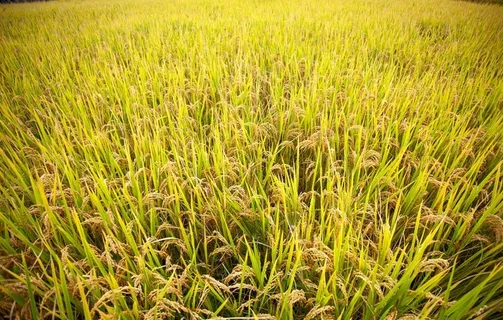 稻田图片 稻田图片