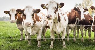 奶牛肉牛养殖图片