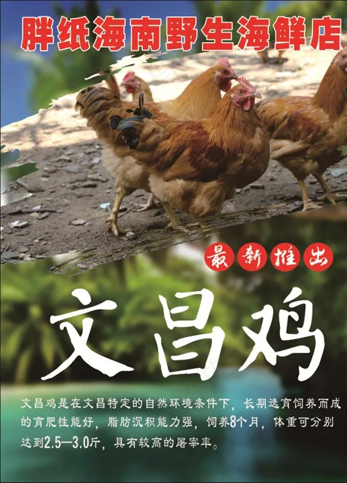 文昌鸡图片cdr矢量模版下载