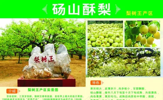 砀山酥梨图片