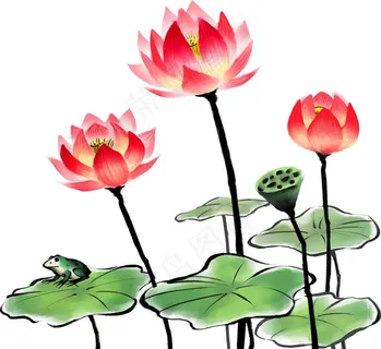 荷花素材图片 荷花素材图片