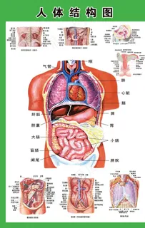 人体穴位图图片