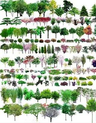 景观后期树木素材图片